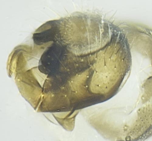 Gaurax sp.
